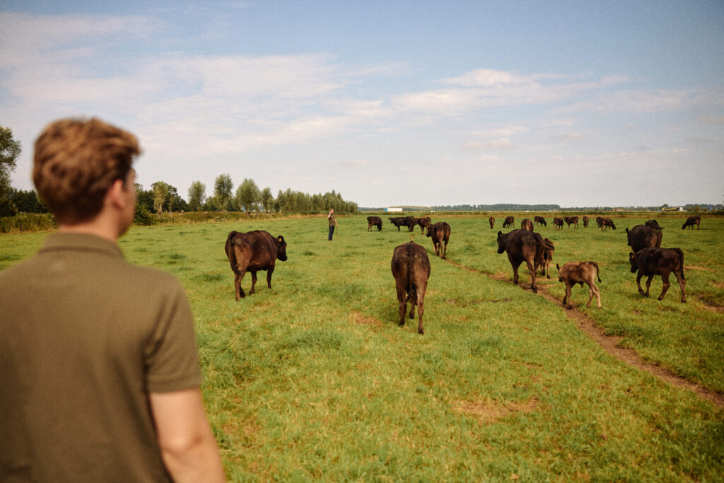Olive Wagyu Farm | Wagyu Boerderij Putten