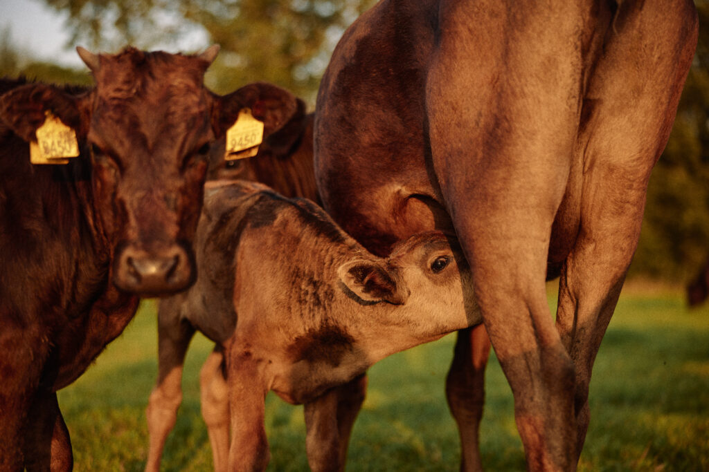 Olive Wagyu Farm | Wagyu Boerderij Putten