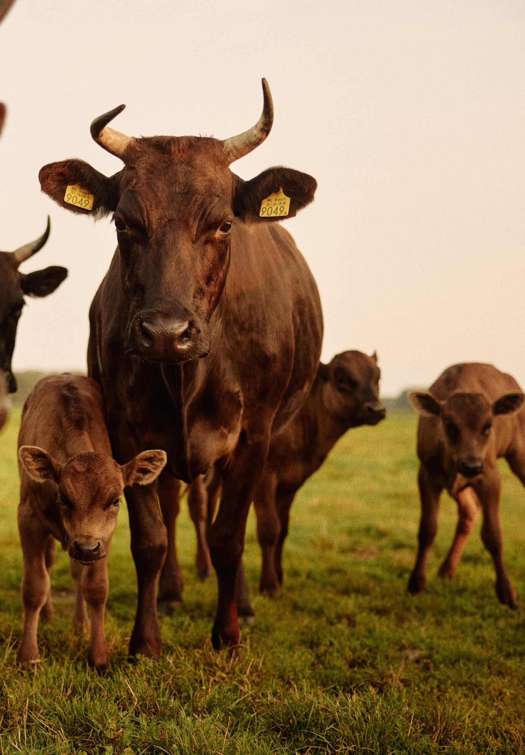 Olive Wagyu Farm | Wagyu Boerderij Putten