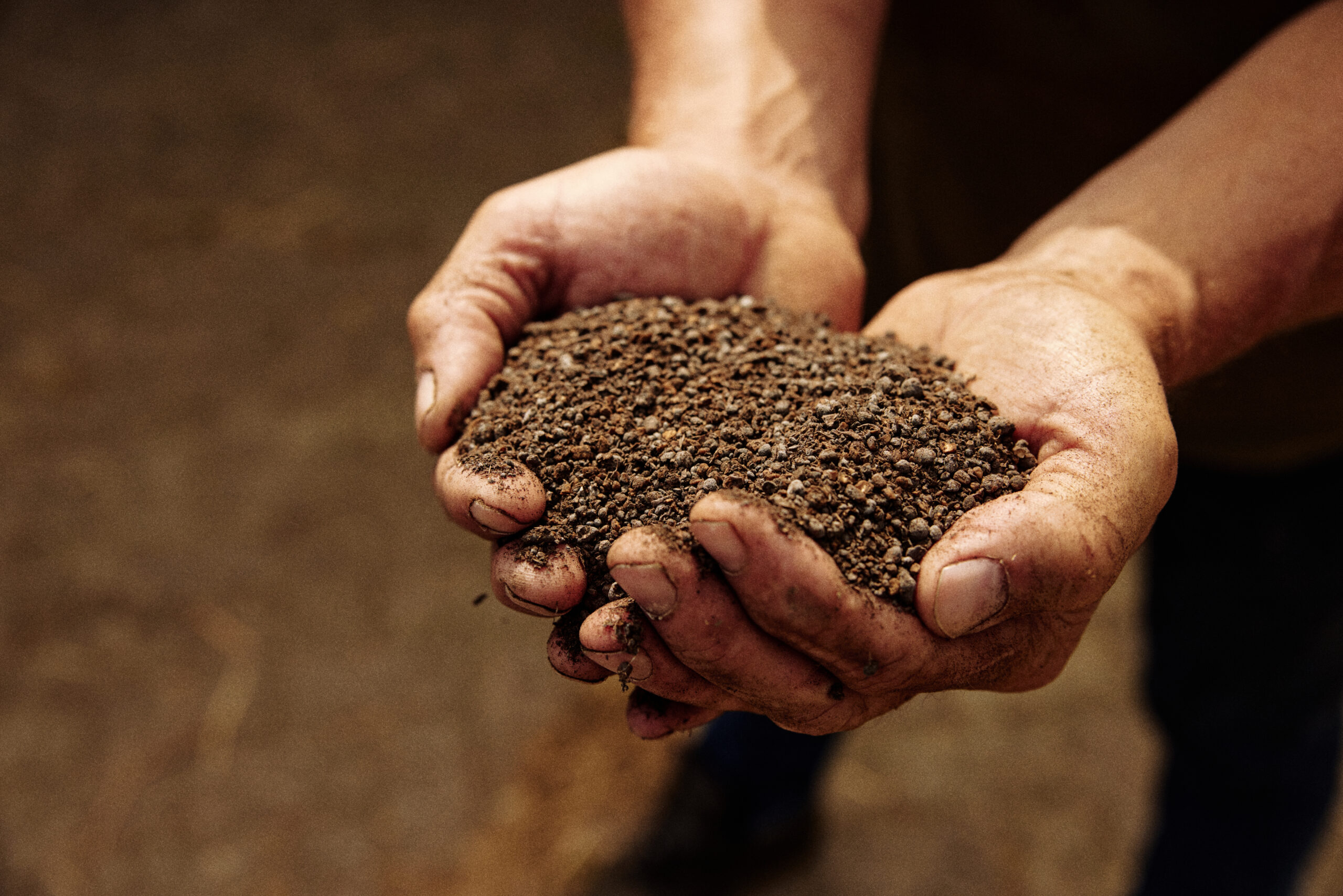 Olive Wagyu Farm | Wagyu Boerderij Putten