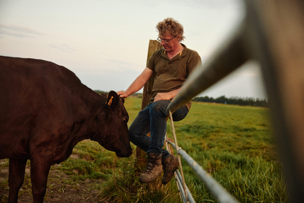 Olive Wagyu Farm | Wagyu Boerderij Putten